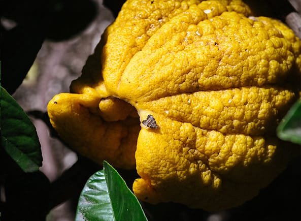 LIMONAIA TOUR VARIETA